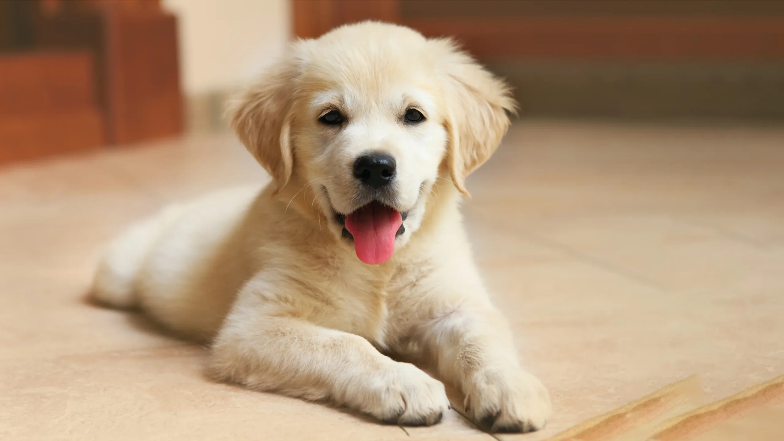 labrador-puppy-happy